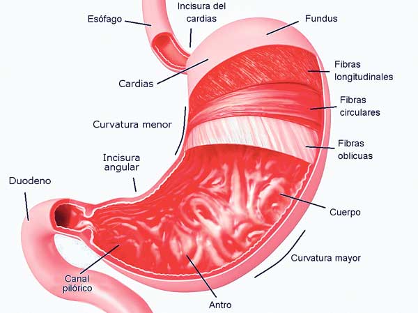 La gastritis y los problemas de digestión